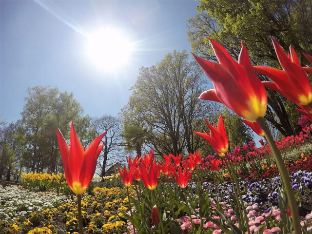Mainau, het eiland van de bloemen - Costanza | Secret World Trip Planner