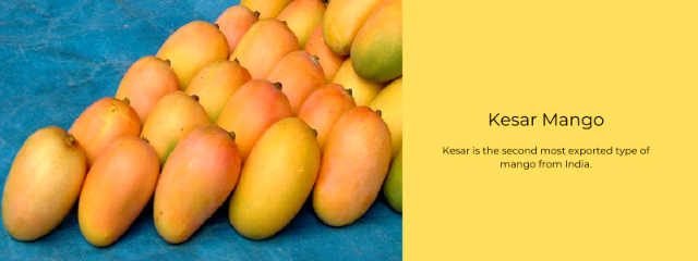 Queen of the Mangoes, Kesar - Lucknow | Secret World Trip Planner