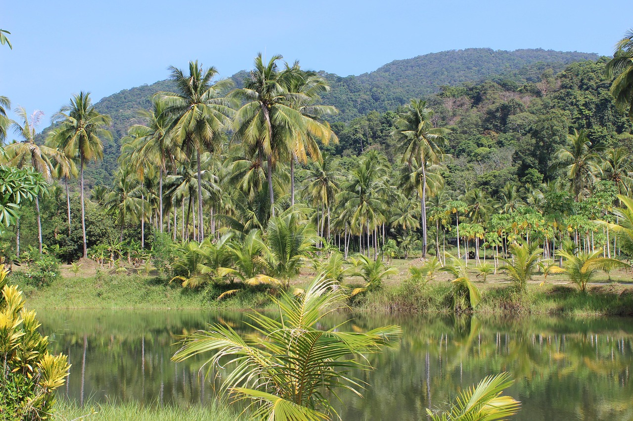 El Yunque est une forêt tropicale humide unique | Secret World Trip Planner