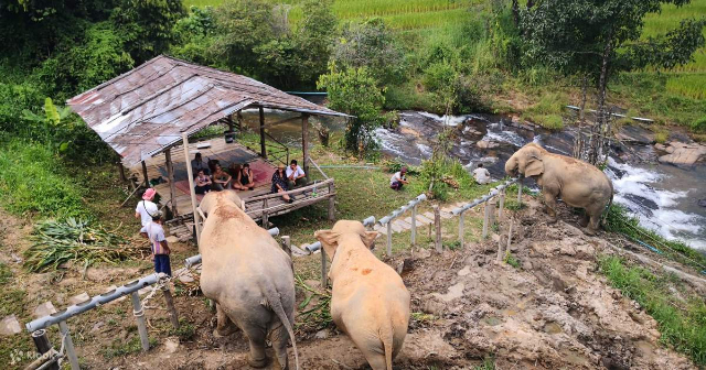 ChangChill Elephant Sanctuary - Tambon Mae Win | Secret World Trip Planner