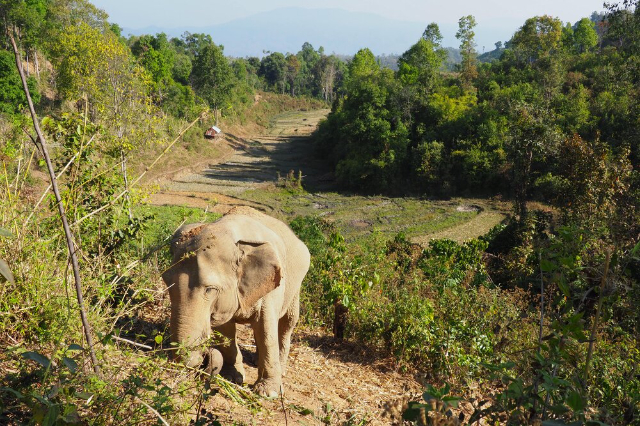 ChangChill Elephant Sanctuary - Tambon Mae Win | Secret World Trip Planner