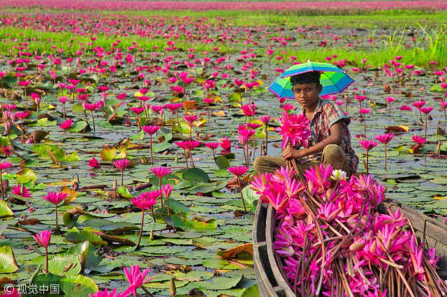 The vibrant spectacle of bright pink water lilies blooming of Barisal - Barishal | Secret World Trip Planner