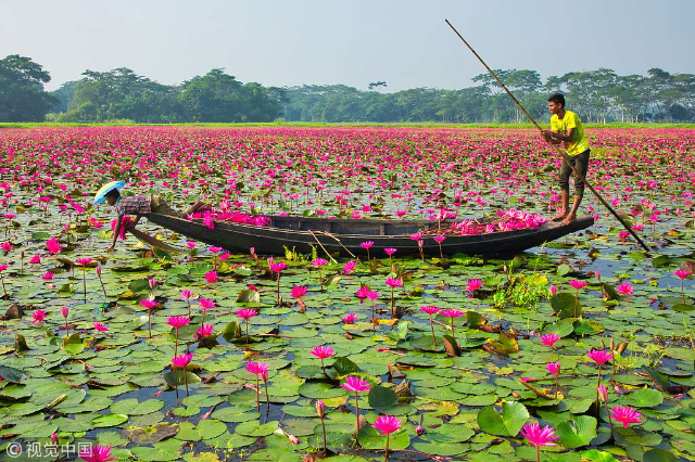 The vibrant spectacle of bright pink water lilies blooming of Barisal - Barishal | Secret World Trip Planner