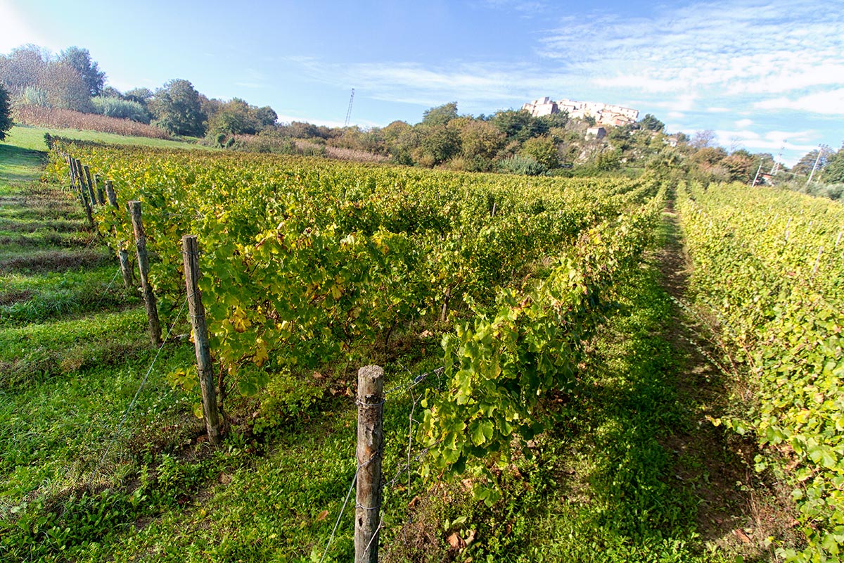 菲亚诺-迪-阿维利诺 DOCG - Provincia di Avellino | Secret World Trip Planner