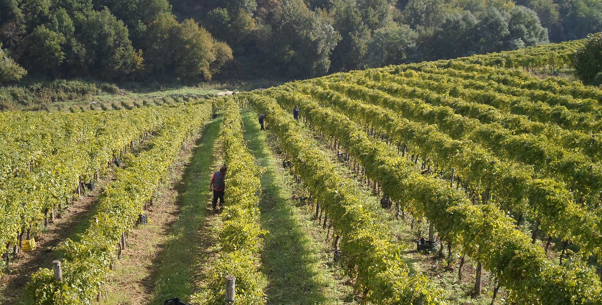 菲亚诺-迪-阿维利诺 DOCG - Provincia di Avellino | Secret World Trip Planner