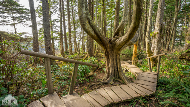 ケープ・フラッテリー - Cape Flattery Trail | Secret World Trip Planner