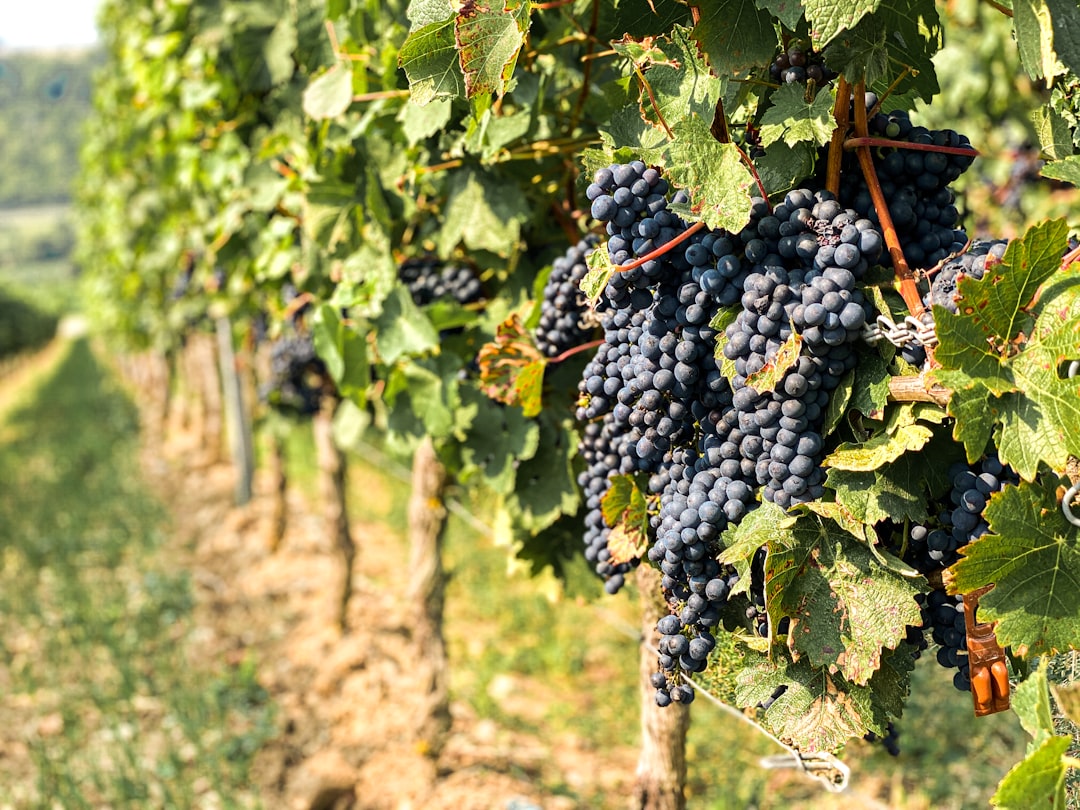 Sangiovese DOC de Romagne - Cesena | Secret World Trip Planner