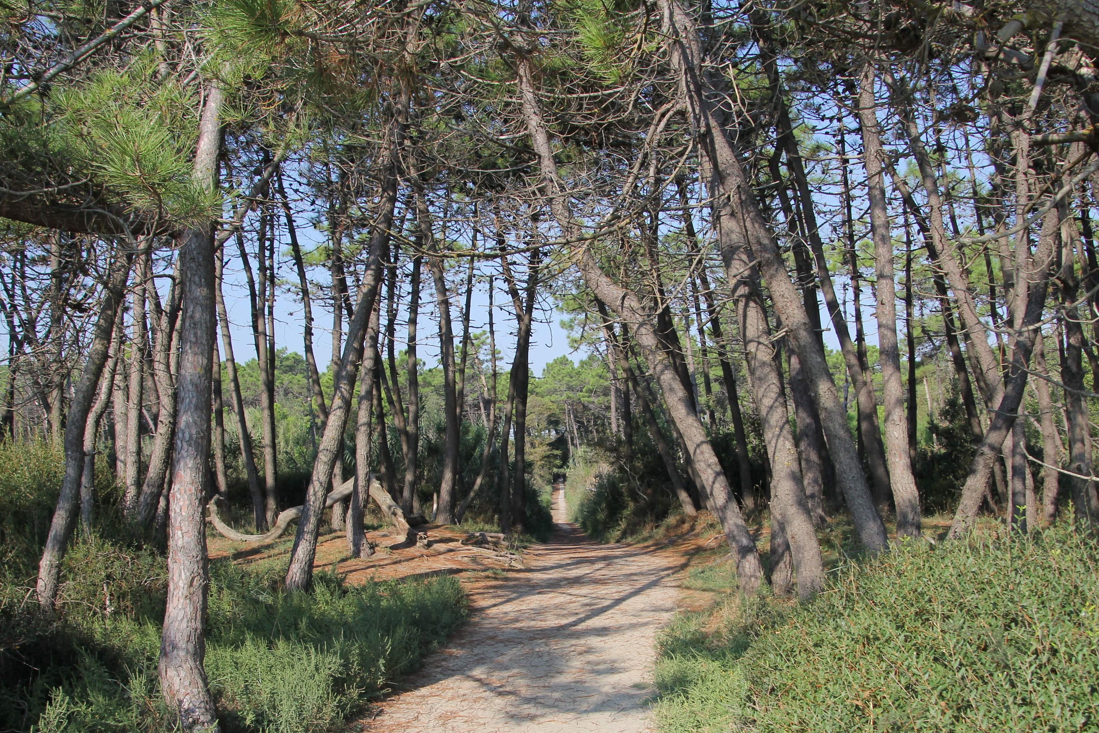 Classe Pinewood - Pineta di Classe | Secret World Trip Planner