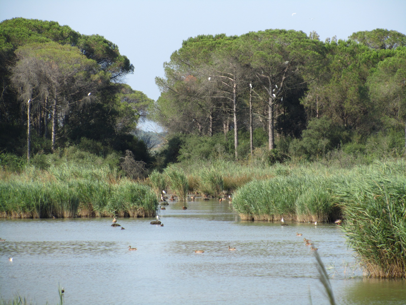 Classe Pinewood - Pineta di Classe | Secret World Trip Planner