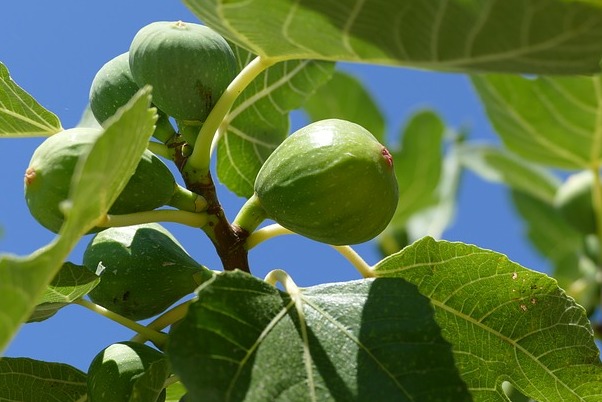 Pisterzo Figs - Pisterzo | Secret World Trip Planner