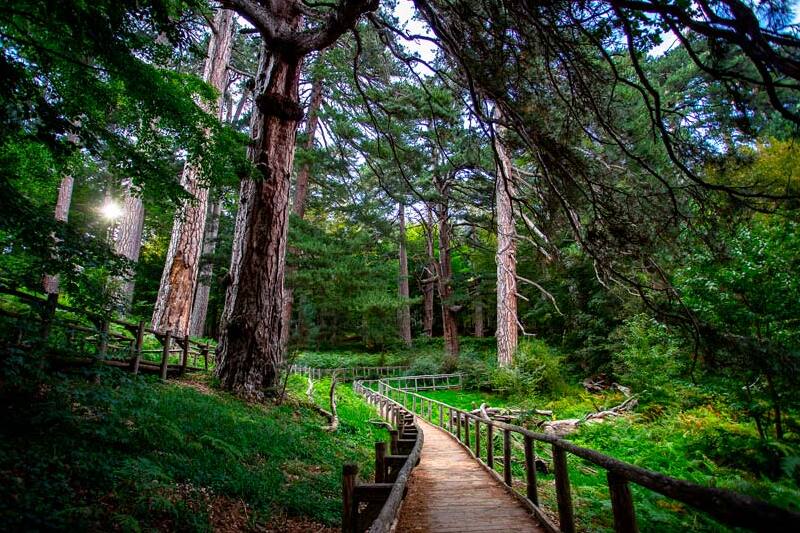 Giants of the Sila : A site like no other - Camigliatello Silano | Secret World Trip Planner