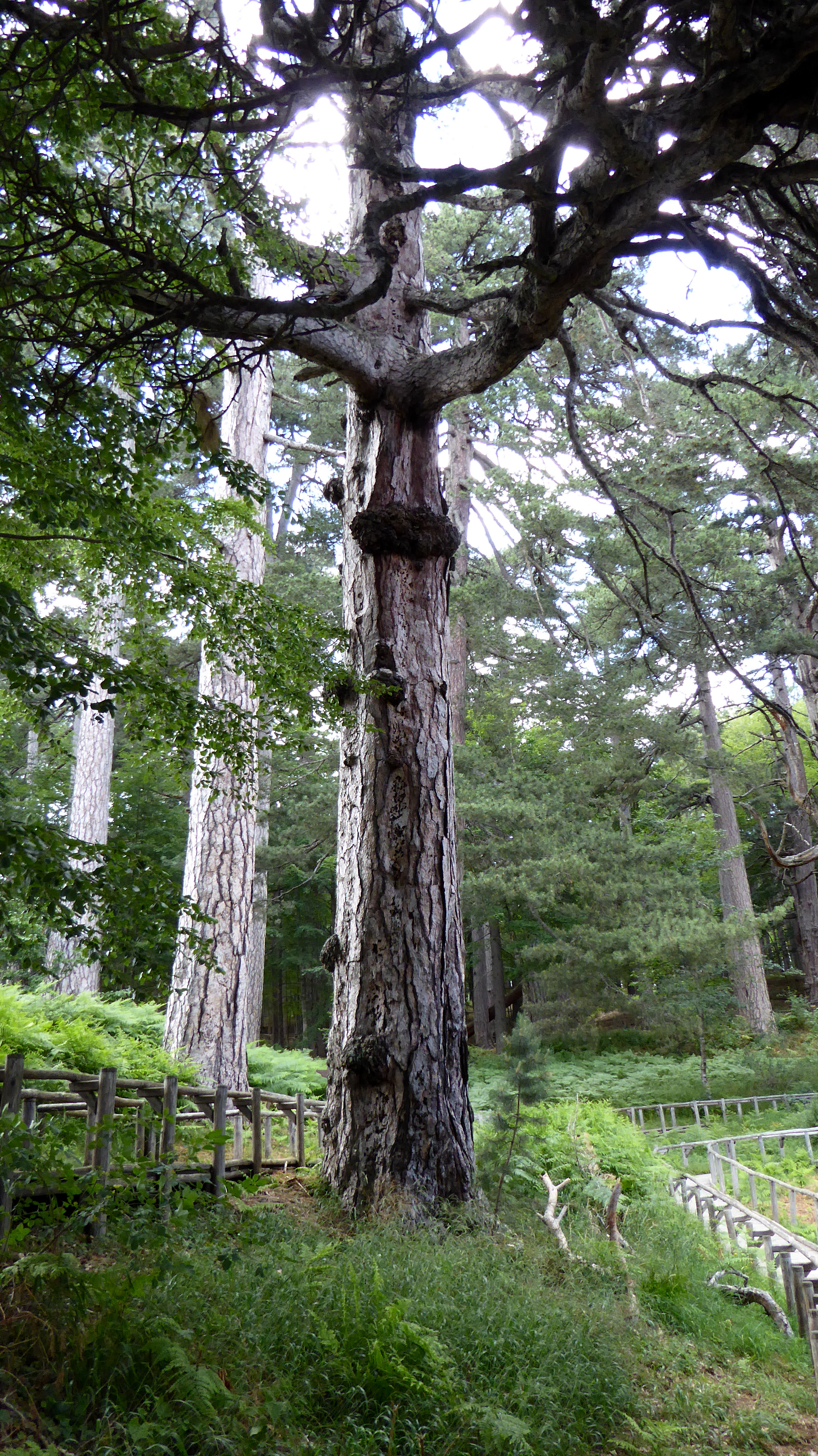 Giants of the Sila : A site like no other - Camigliatello Silano | Secret World Trip Planner