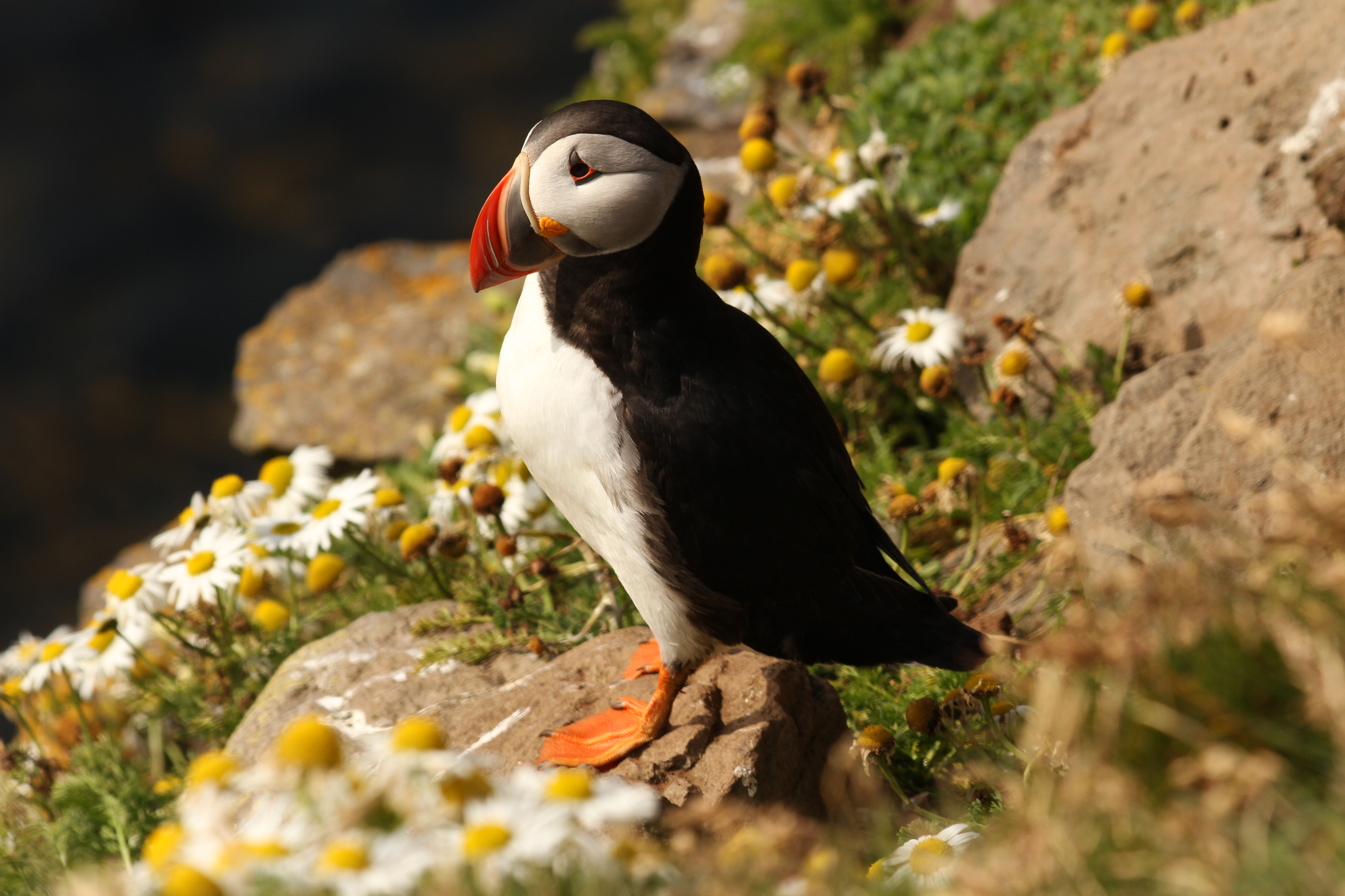 Island | Látrabjarg Vogelfelsen - Látrabjarg | Secret World Trip Planner