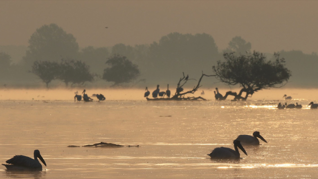 Jezioro Kerkini: Naturalny raj w północnej Grecji - Lake Kerkini | Secret World Trip Planner