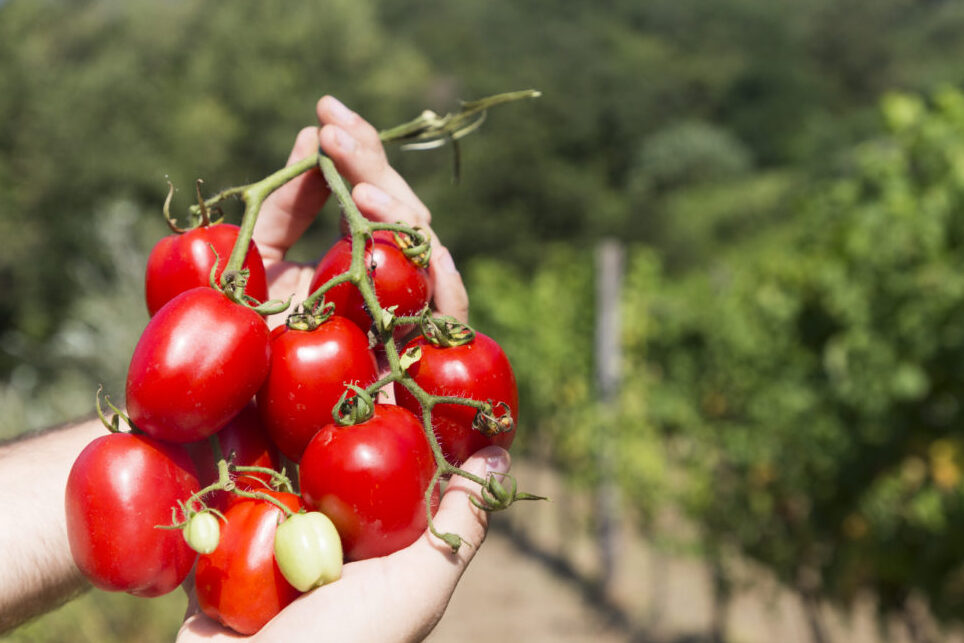King Umberto Tomato - Tramonti | Secret World Trip Planner