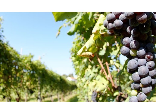 Italienische Weine: Ciliegiolo - Amelia | Secret World Trip Planner