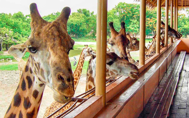 Safari World Bangkok - Khet Khlong Sam Wa | Secret World Trip Planner