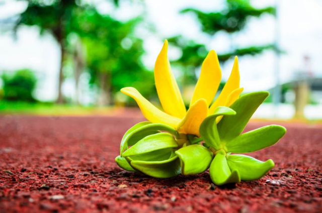 Essências de ylang-ylang - Nosy Be | Secret World Trip Planner
