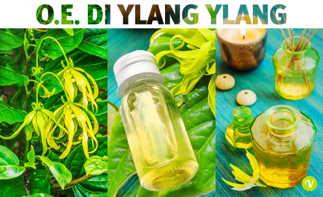 Essências de ylang-ylang - Nosy Be | Secret World Trip Planner