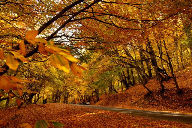 Bosque de la Umbra - Foresta Umbra | Secret World Trip Planner