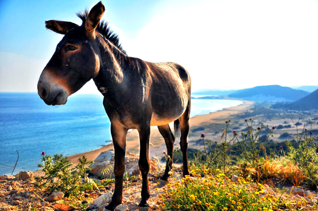 Die Esel des Dipkarpaz-Nationalparks: Zyperns einzigartige Bewohner - Dipkarpaz | Secret World Trip Planner