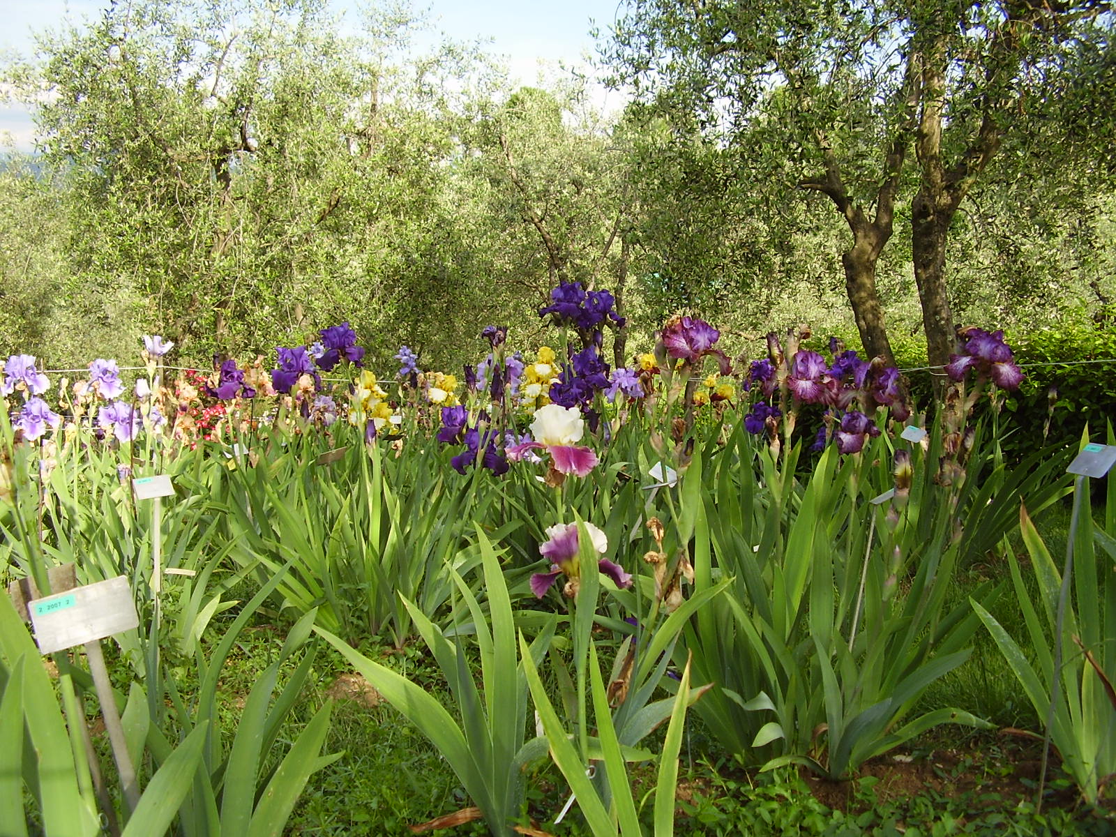 Il Giardino dell'Iris di Firenze - Firenze | Secret World Trip Planner