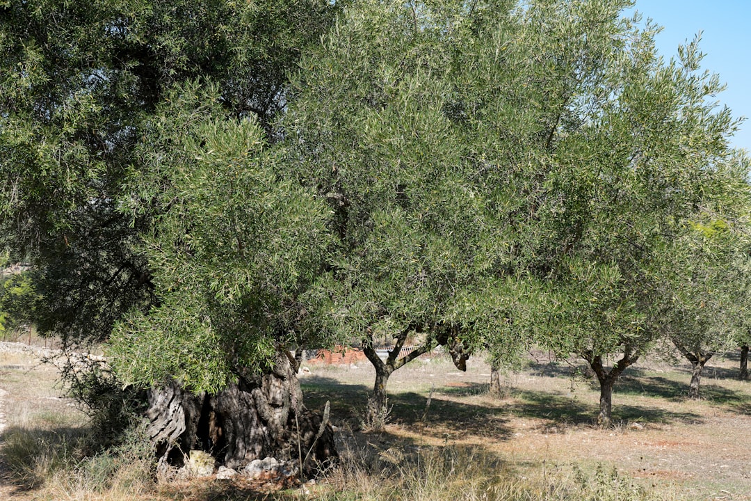 奥利瓦Racioppella - Guardia Sanframondi | Secret World Trip Planner