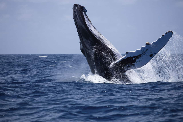 Avvista le balene a Mirissa - Mirissa | Secret World Trip Planner