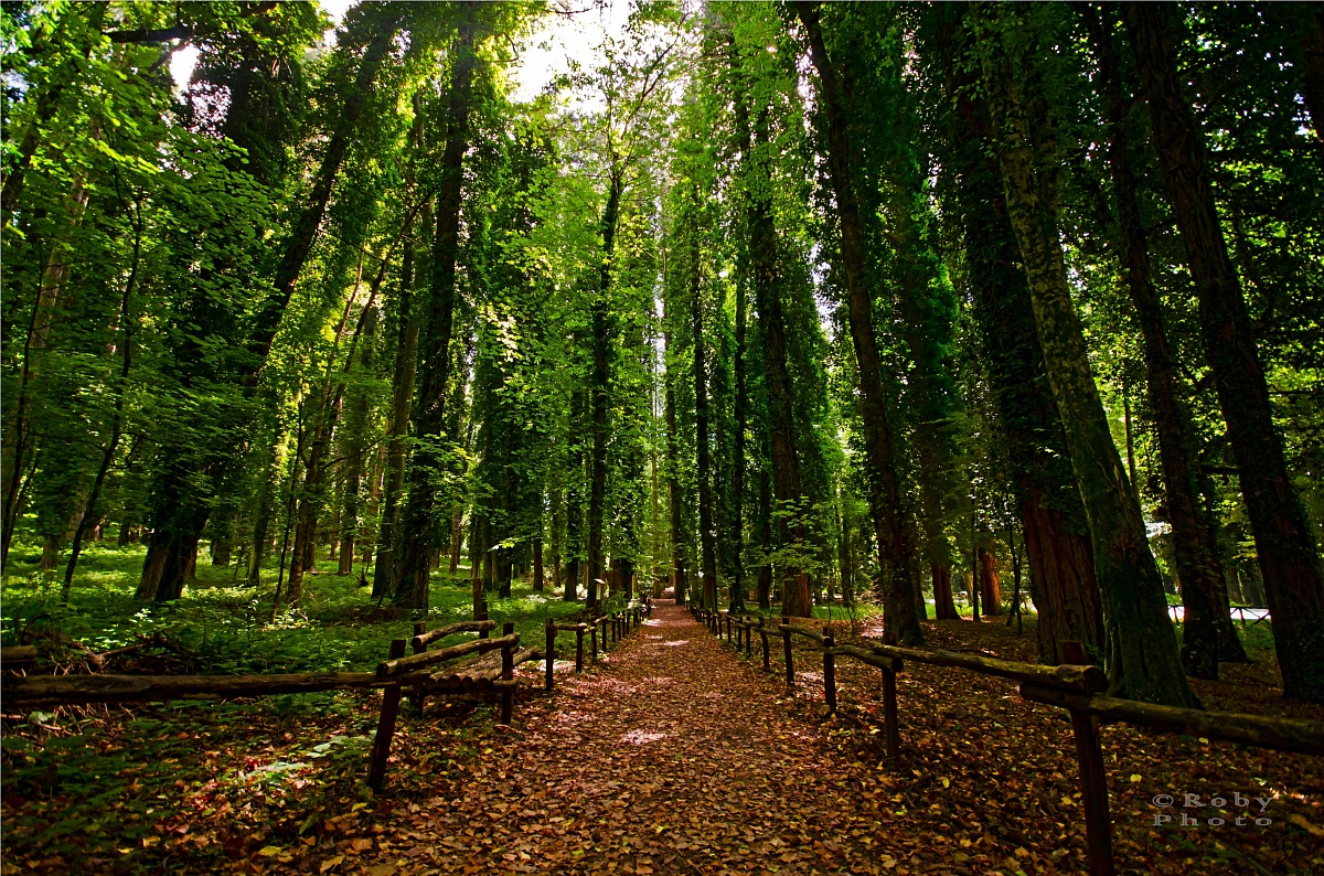 Bos Van Umbra - Foresta Umbra | Secret World Trip Planner