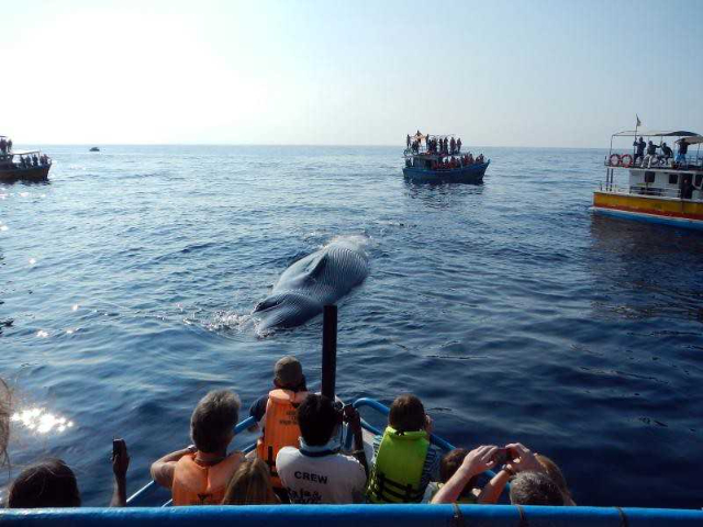 Observação de baleias em Mirissa - Mirissa | Secret World Trip Planner