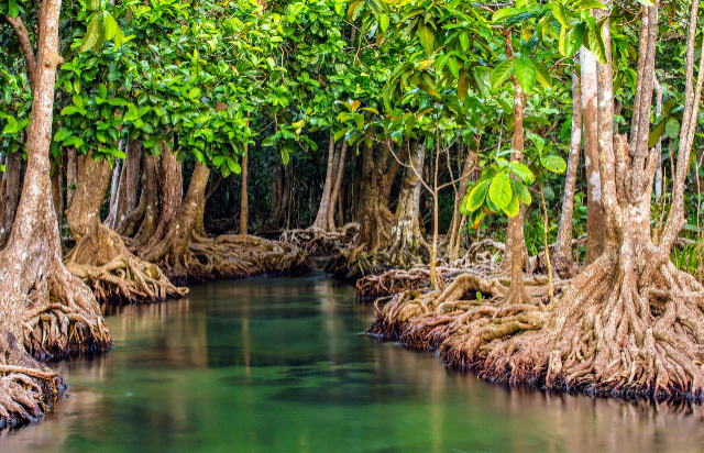 Reserva de manglares de Isla Corazón - Bahia de Caraquez | Secret World Trip Planner
