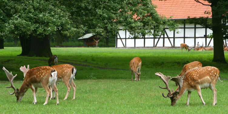 Tiergarten w Hanowerze — Hannover