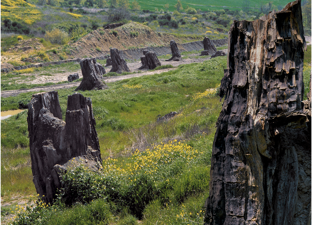 Dunarobba fossil forest — 46