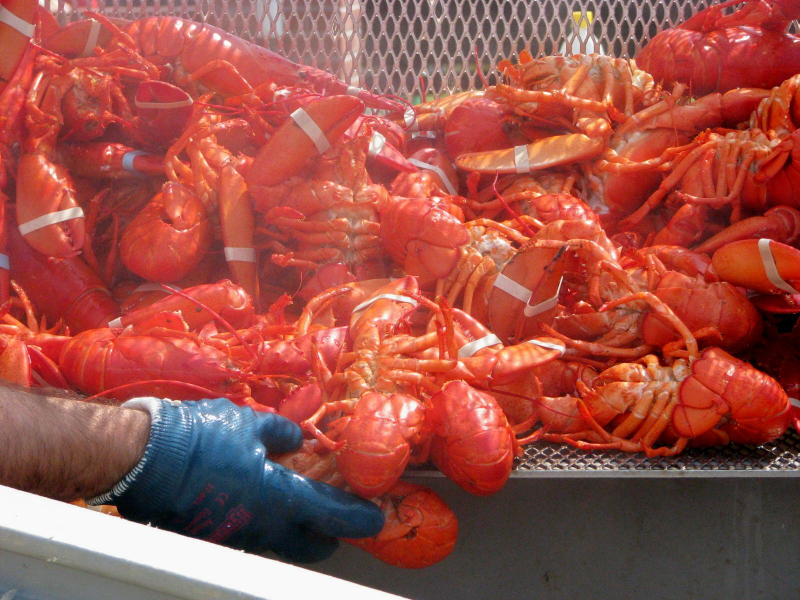 Festival da Lagosta do Maine - Rockland | Secret World Trip Planner