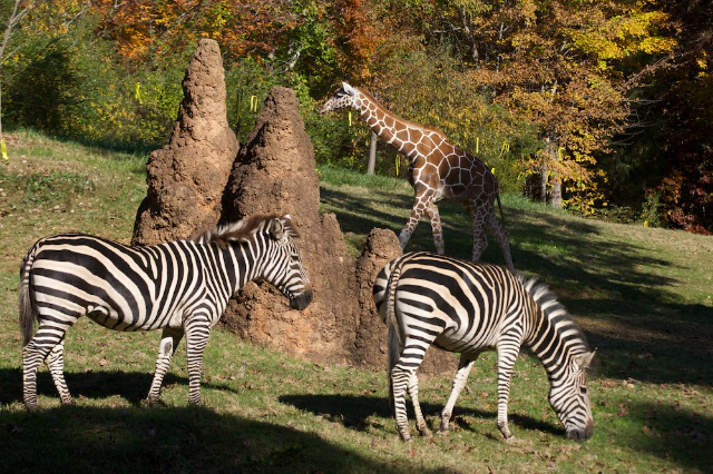 世界最大の動物園 - Asheboro | Secret World Trip Planner