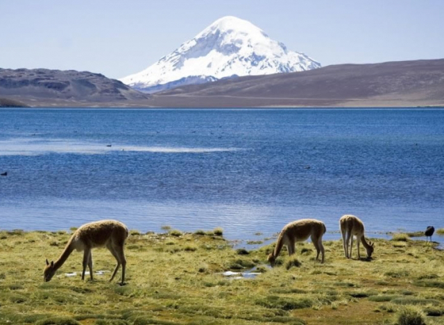 Las Vicuñas Nationaal Reservaat | Secret World Trip Planner