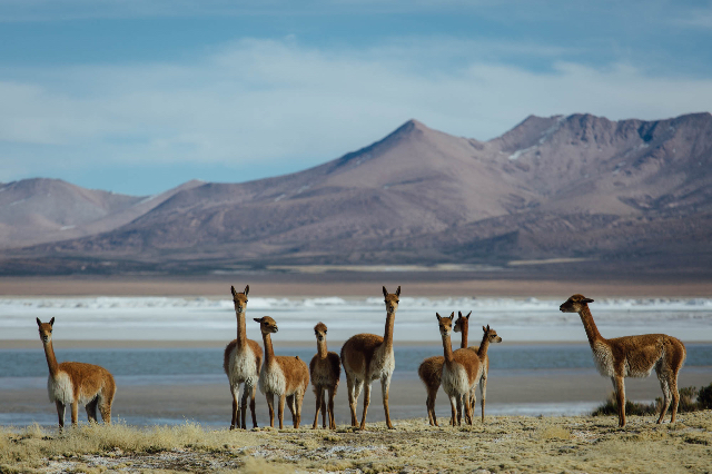 Las Vicuñas Nationaal Reservaat | Secret World Trip Planner