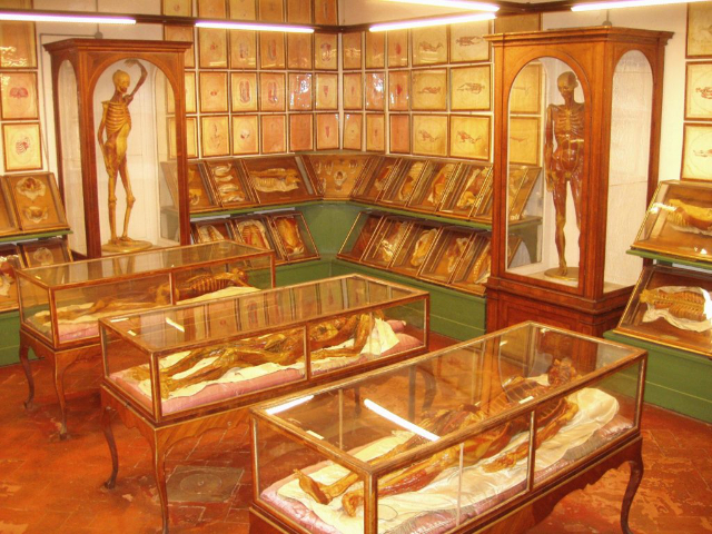 Anatomisch Wassenbeeldenmuseum - Cagliari | Secret World Trip Planner