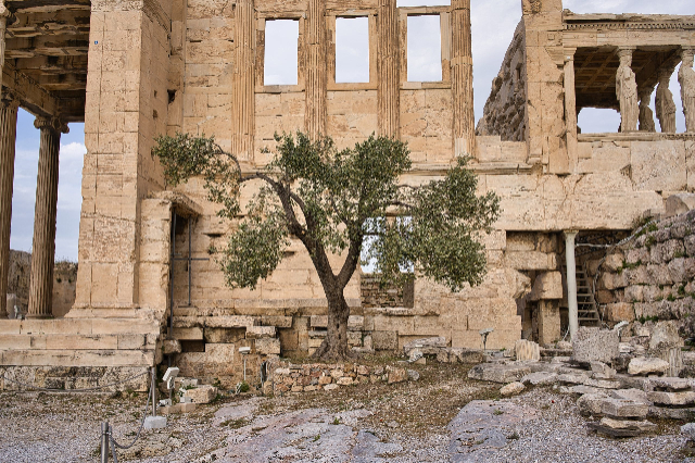 Drzewo oliwne na Akropolu - Atene | Secret World Trip Planner