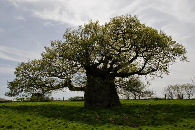 Le chêne de Bowthorpe - Bowthorpe Park Farm | Secret World Trip Planner