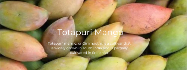 La mangue Totapuri - Andhra Pradesh | Secret World Trip Planner