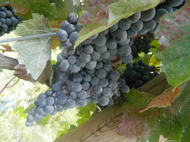 Legende van de Sangiovese - Santarcangelo di Romagna | Secret World Trip Planner