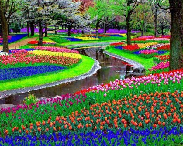 Keukenhof : der größte Blumengarten der Welt - Lisse | Secret World Trip Planner