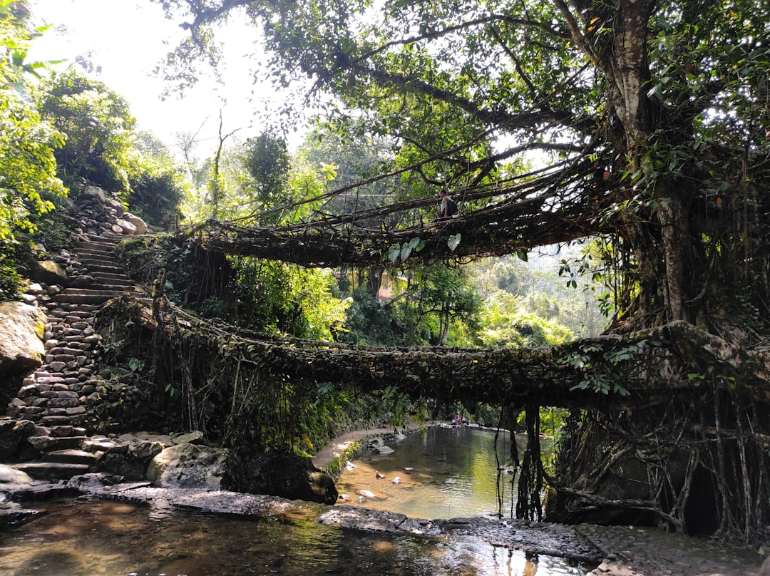 梅加拉亚的生活根桥 - Cherrapunji-Mawsynram Reserve Forest | Secret World Trip Planner
