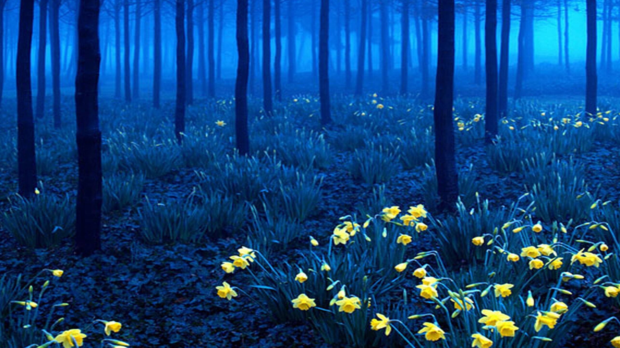 Schwarzwald - Todtnau | Secret World Trip Planner