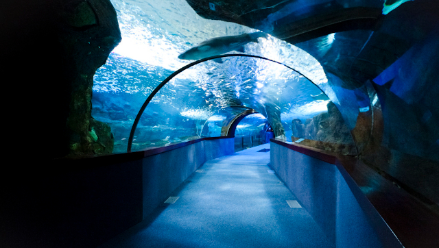 Aquarium de San Sebastián - Donostia | Secret World Trip Planner