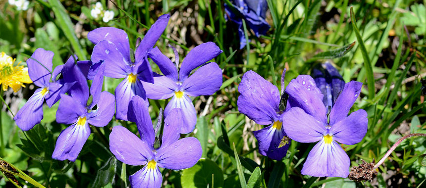 Plaisentif de viooltjeskaas - Perosa Argentina | Secret World Trip Planner