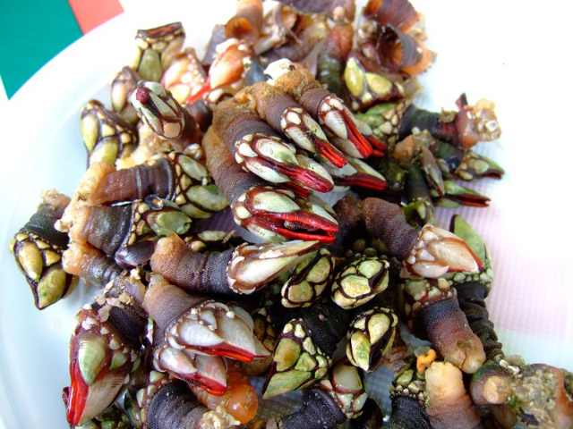 Percebes - Bilbao | Secret World Trip Planner
