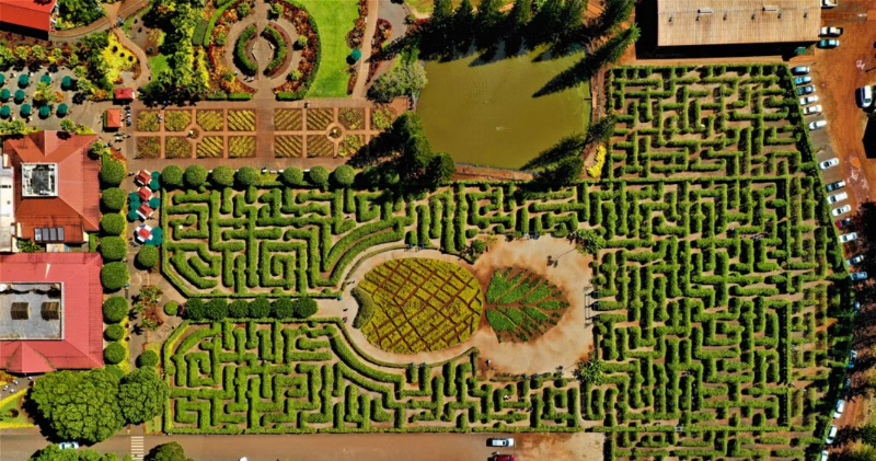 Laberinto de la plantación Dole, Hawai - Wahiawa | Secret World Trip Planner