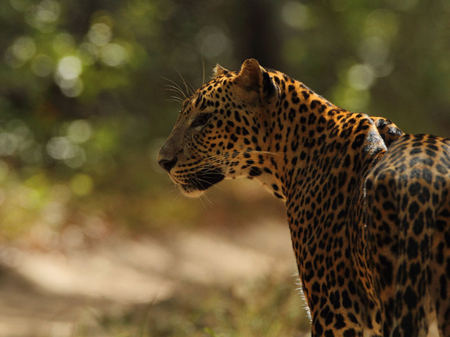 Wilpattu National Park | Secret World Trip Planner